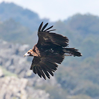 Monniksgier - Extremadura